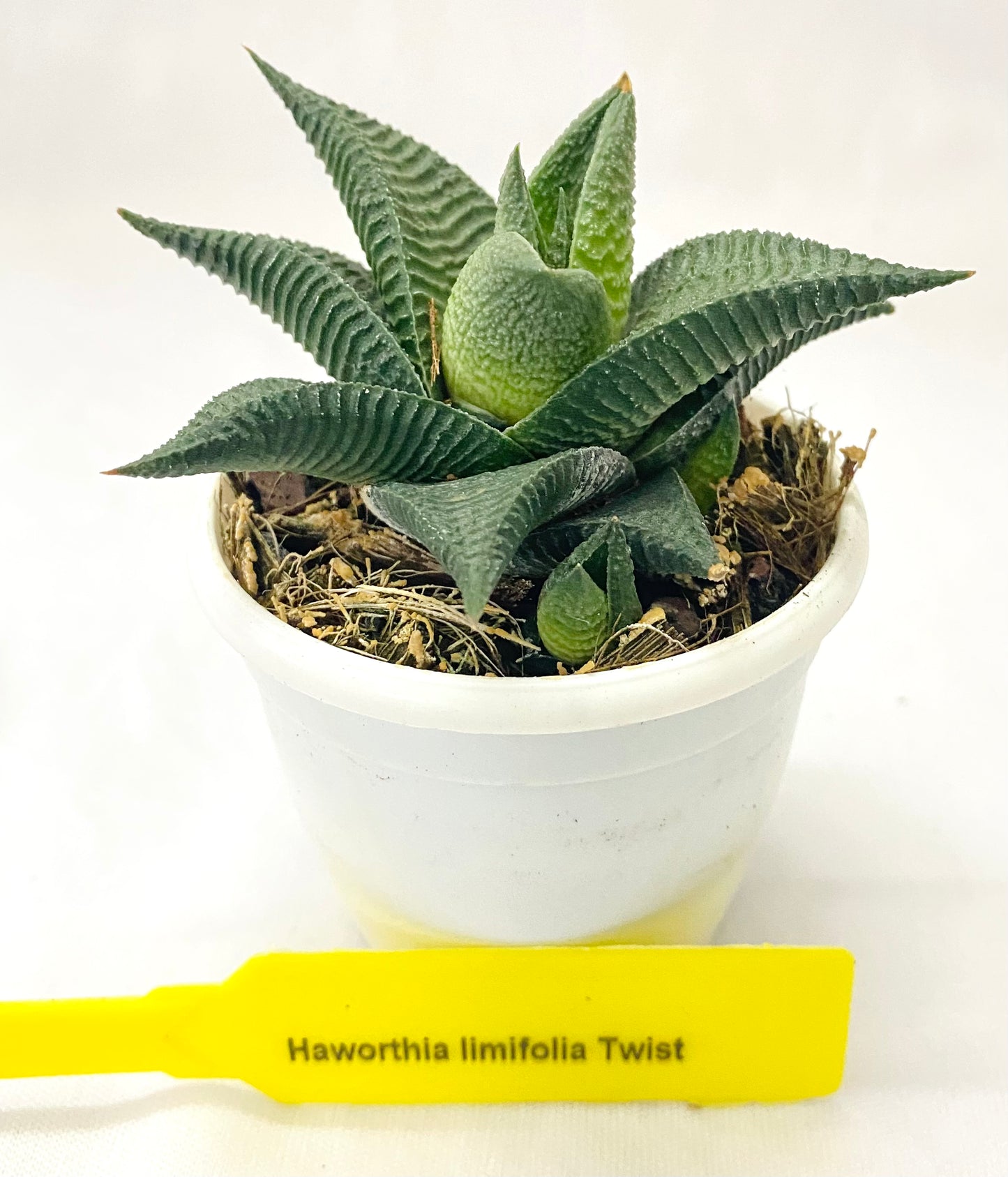 Haworthia limifolia Twist