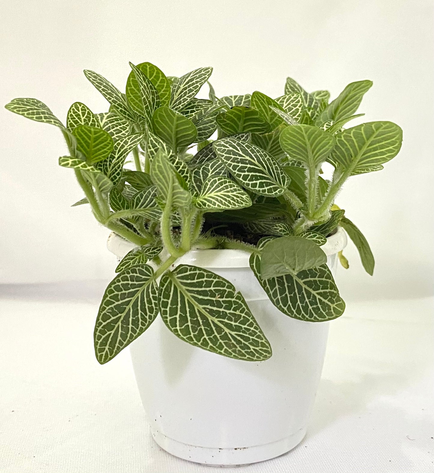Fittonia Green