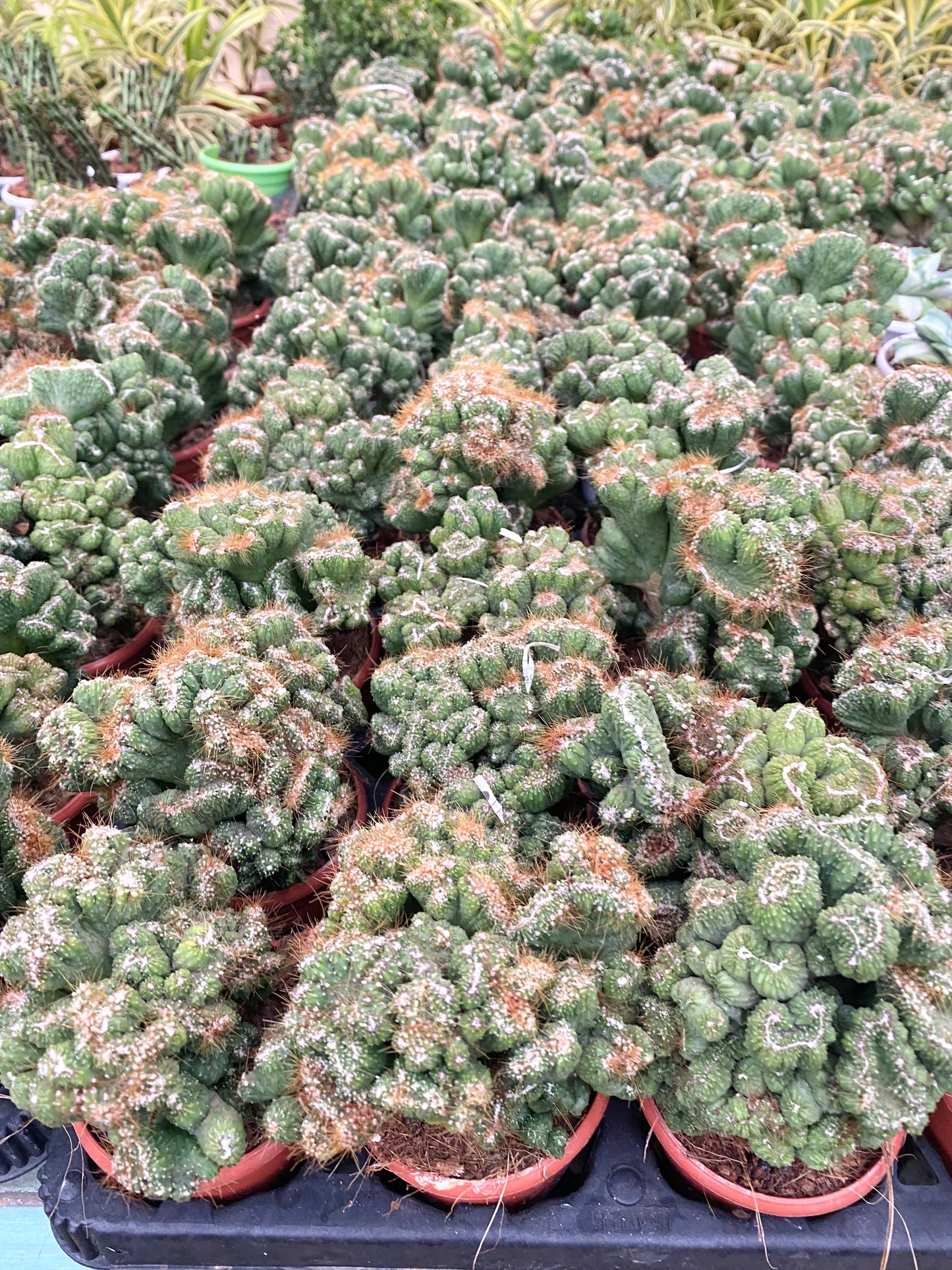 Cacti Cereus repandus Petra