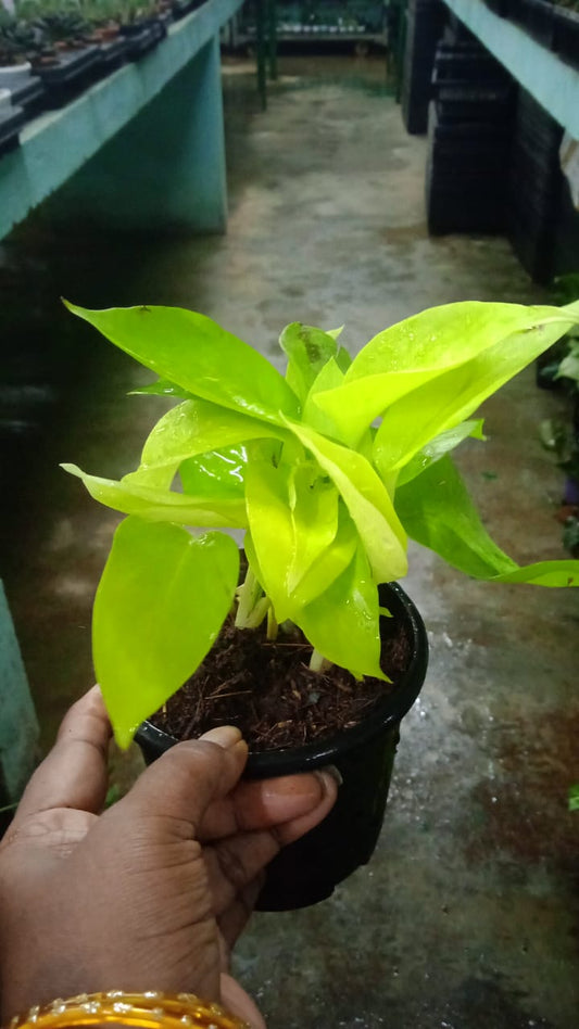 Scindapsus Neon Golden (Golden Pothos/Money Plant) Midsize