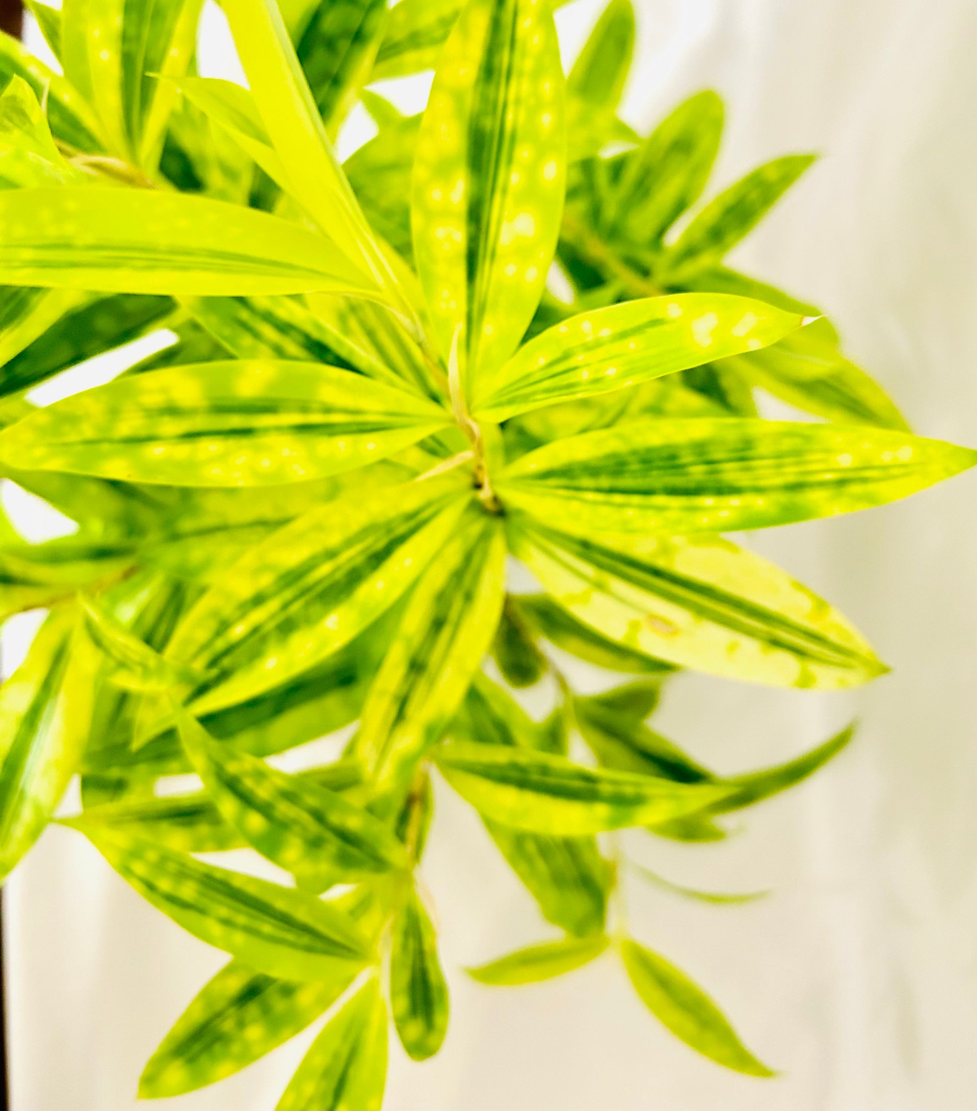 dracaena golden milky plant dracena-darasingh – Dream Green