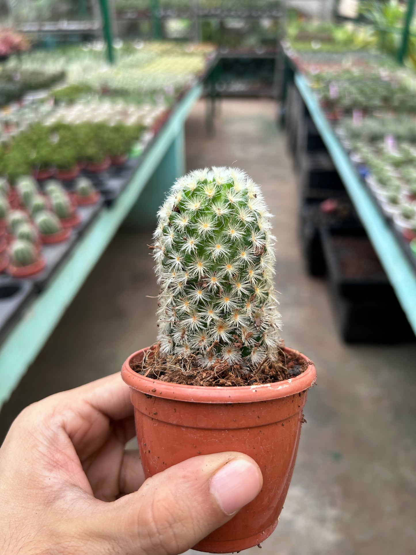 Mammilaria Carmanae Rubrispina Silver White