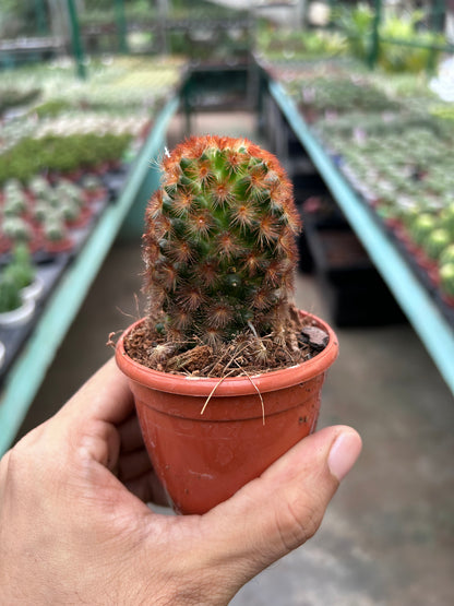 Mammillaria Carmenae 'Rubrispina' Ruby Red