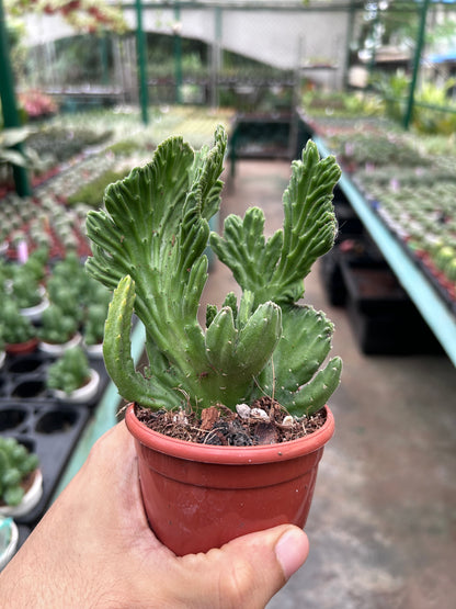 Stapelia leendertziae 'Cristata'