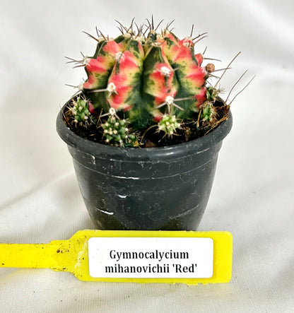 Gymnocalycium mihanovichii Red