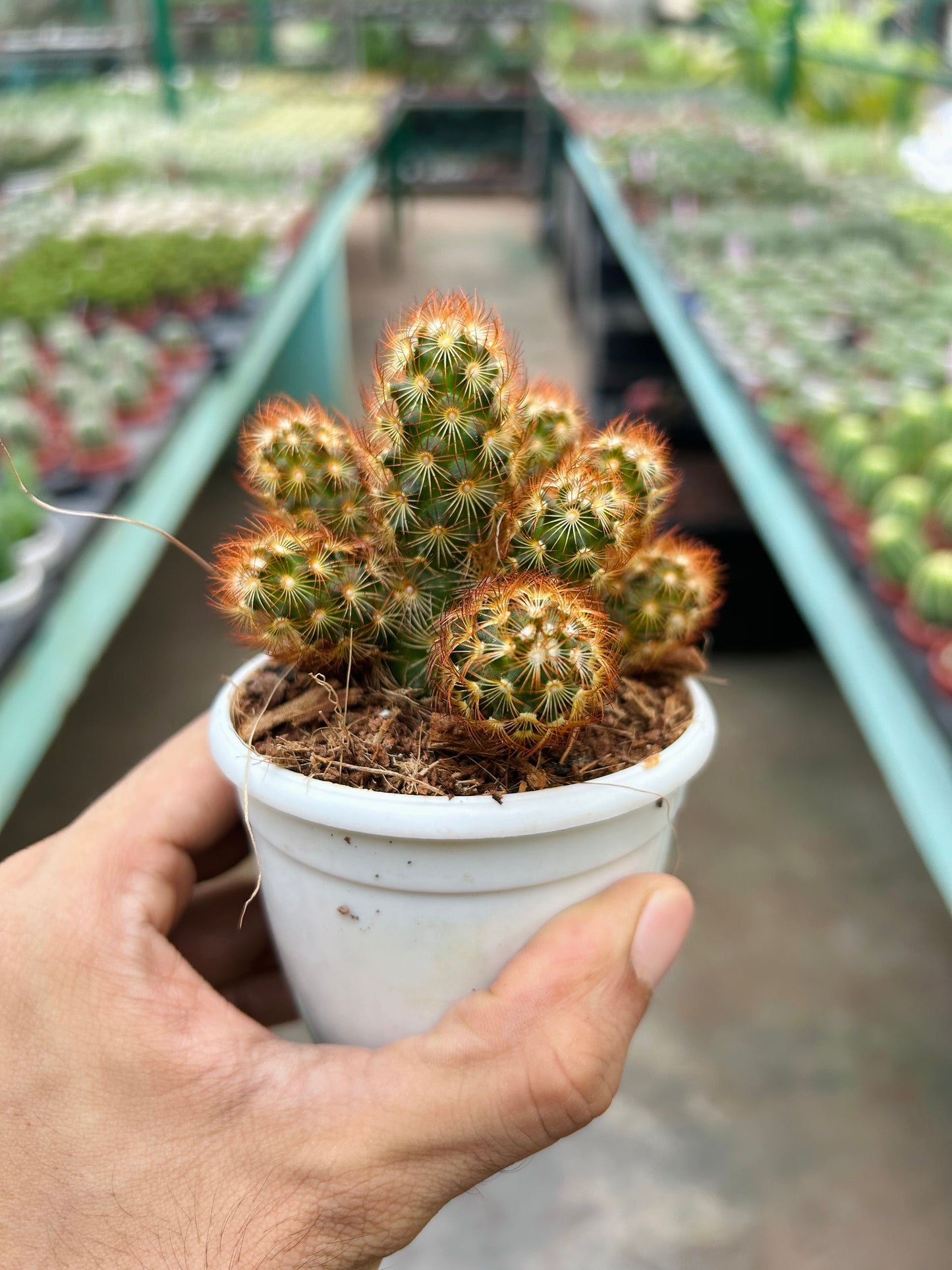 Mammillaria Elongata Copper Queen