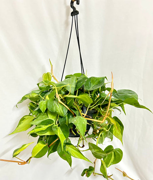 Hanging - Philodendron Brazil