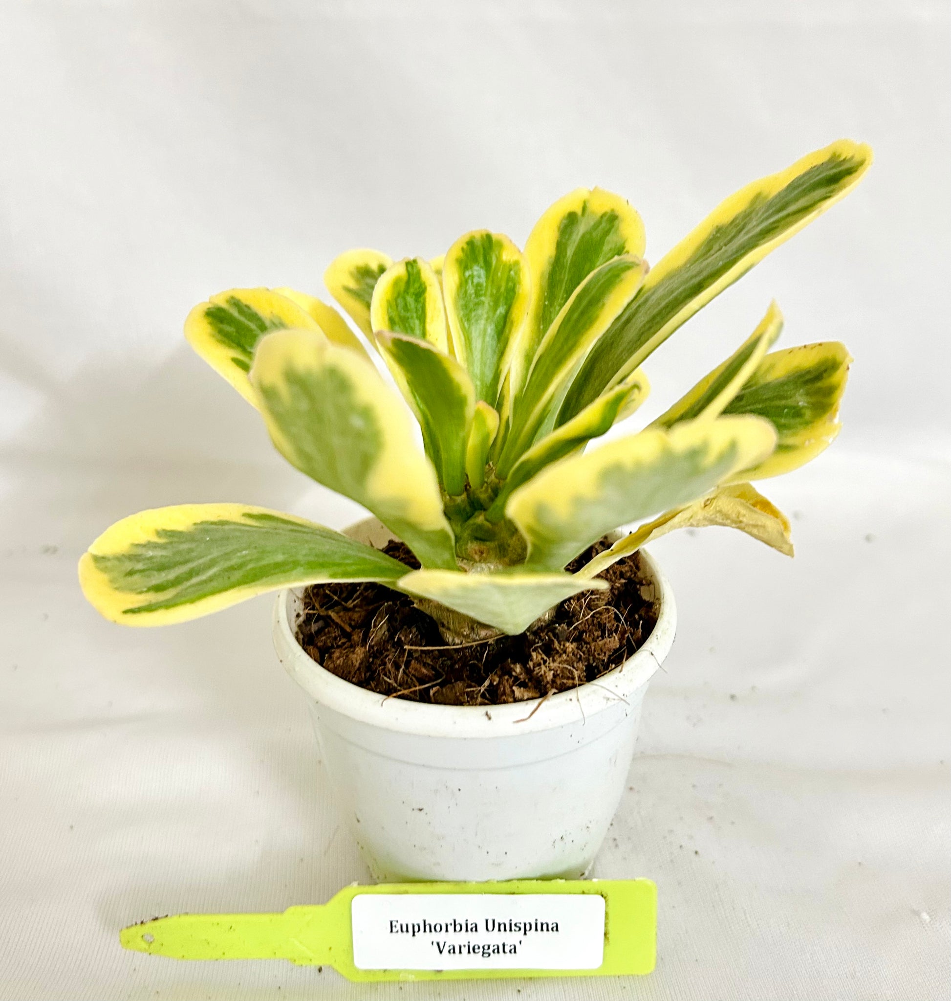 Semi Di Euphorbia Variegata - 50 Semi | Pianta Decorativa Per Bouquet, Altezza 80 Cm - Foto 6