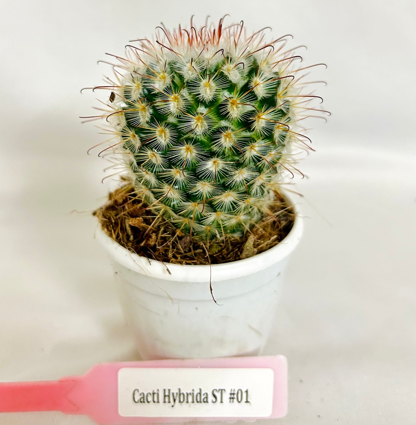 Cacti Mammillaria bombycina (Pincushion Cactus)