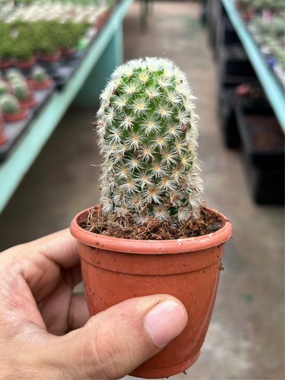 Mammilaria Carmanae Rubrispina Silver White