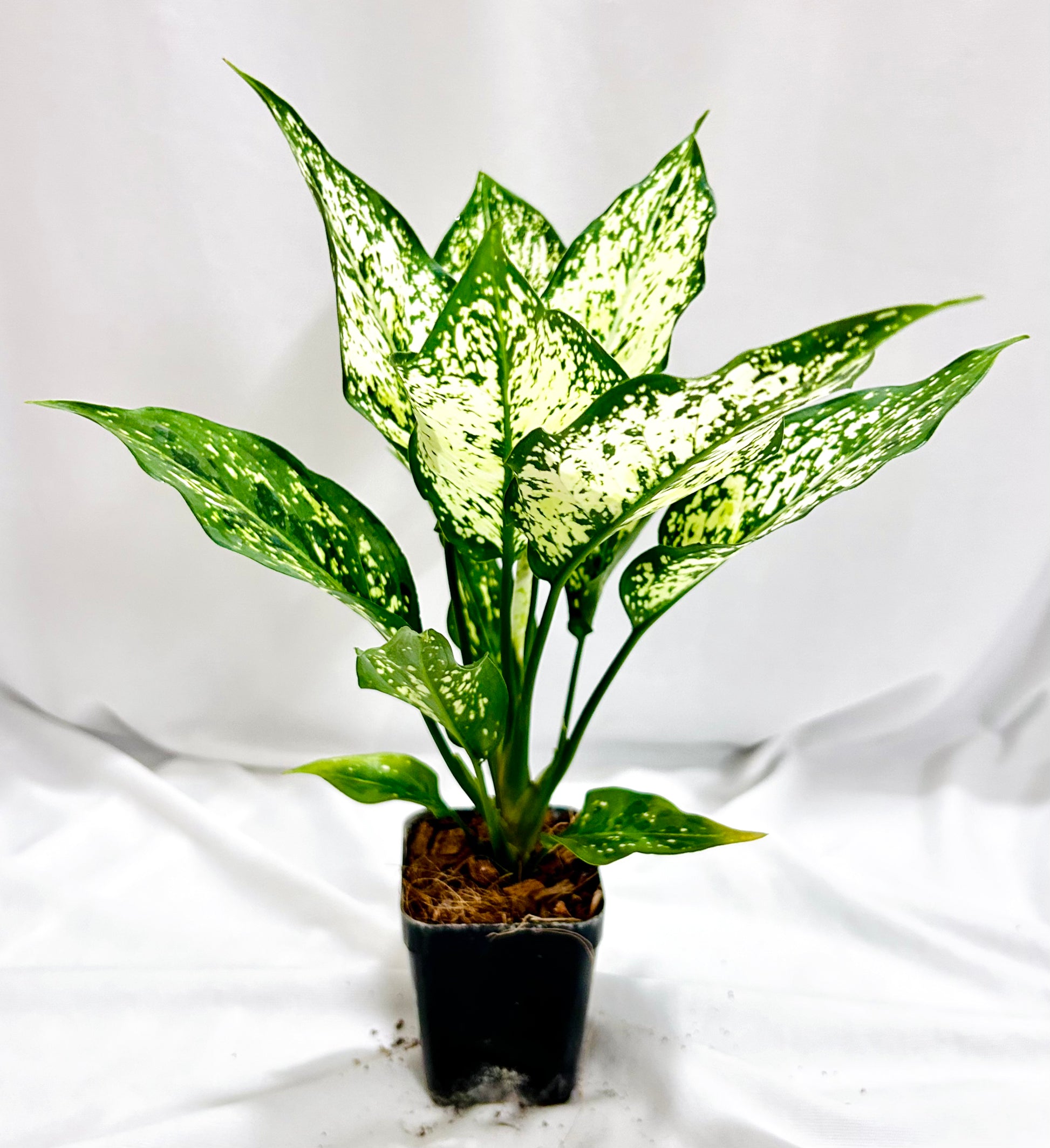 aglaonema snow white Aglaonema Snowwhite – Dream Green