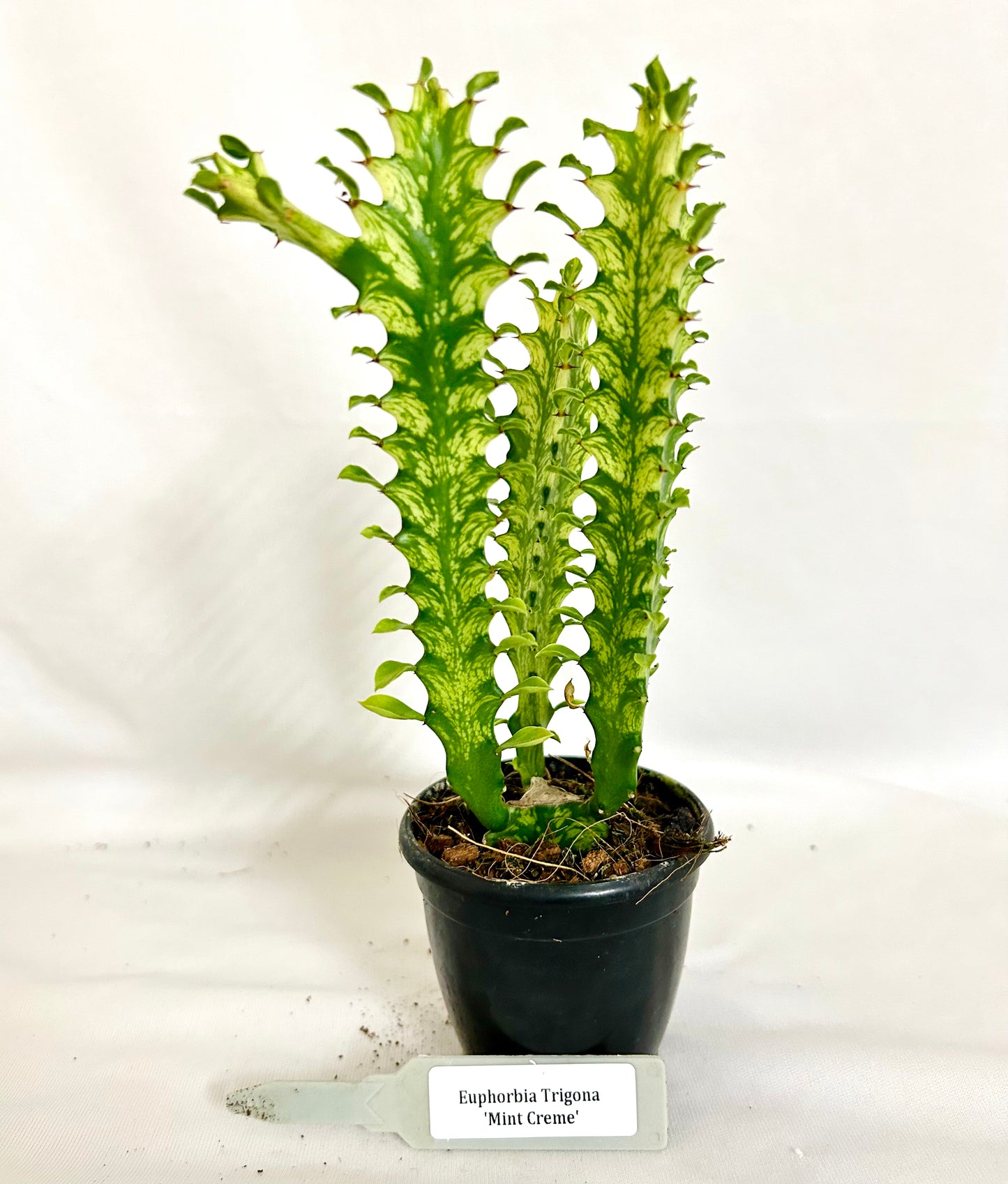 Euphorbia Trigona Mint Creme