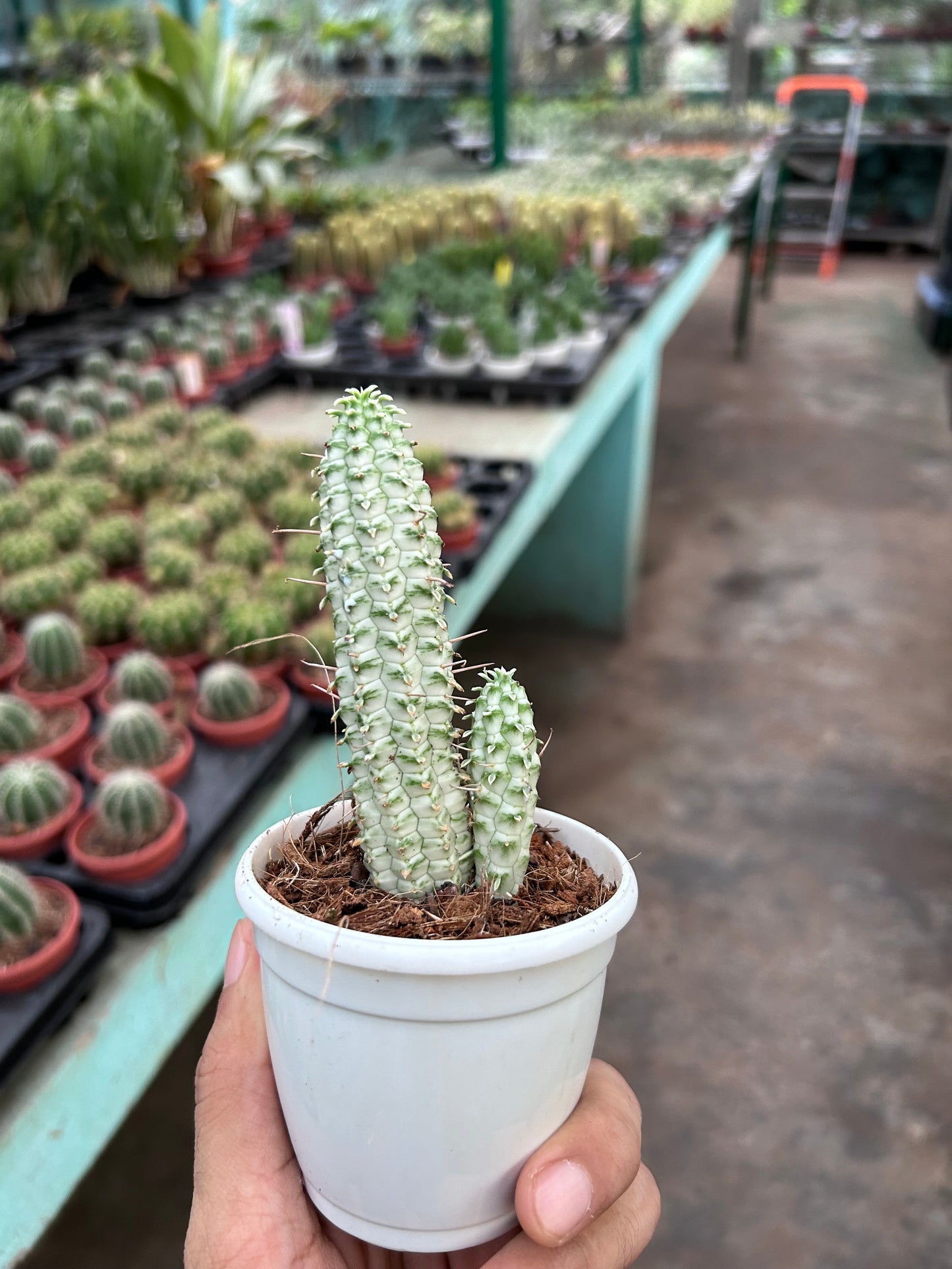 Euphorbia Mamalaris Corncob Variagated