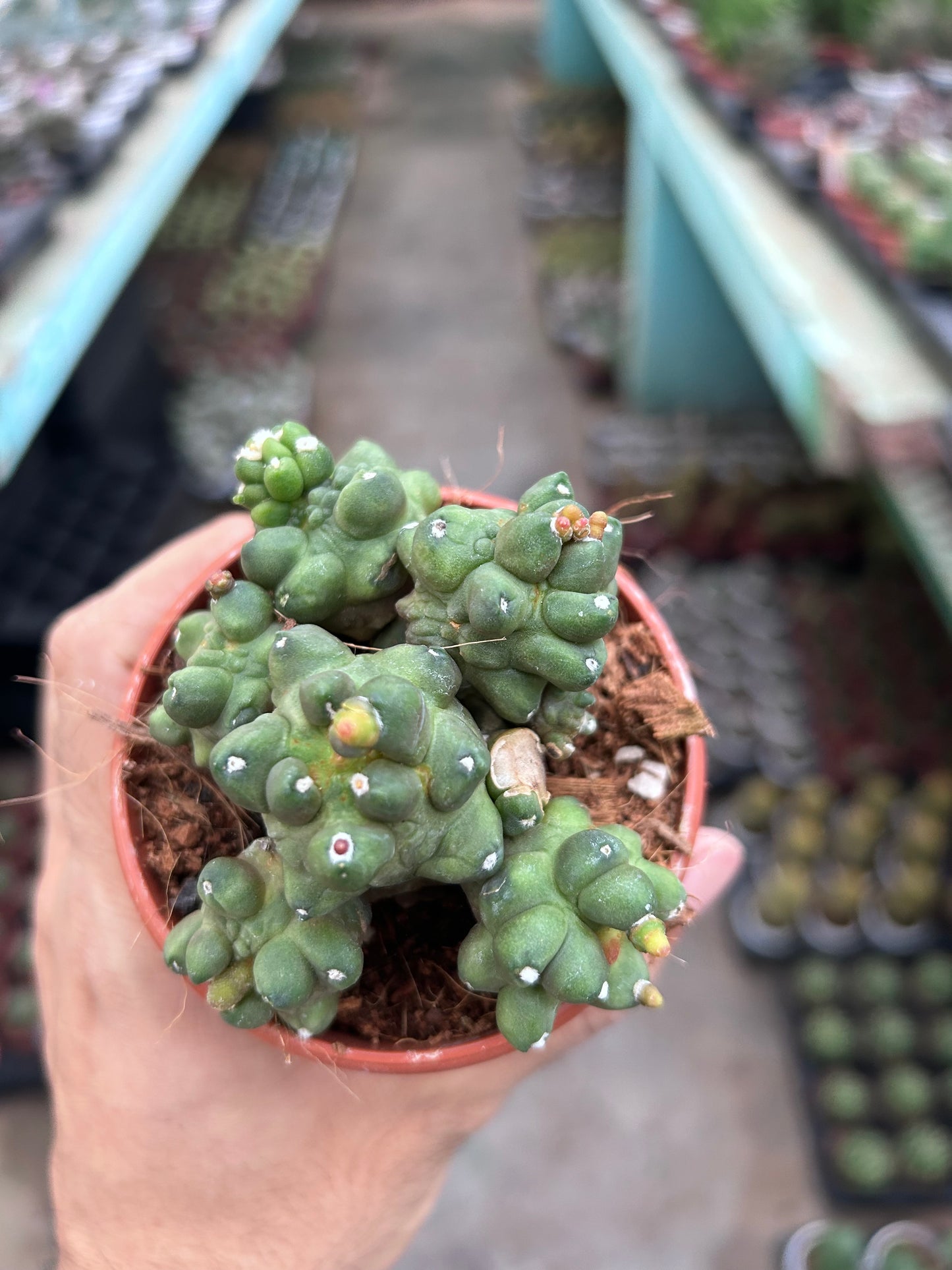 Gymnocalycium Kikko Montrose