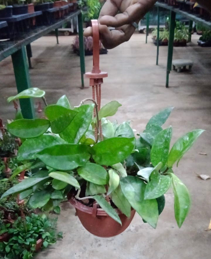 Hoya Carnosa 'Green'