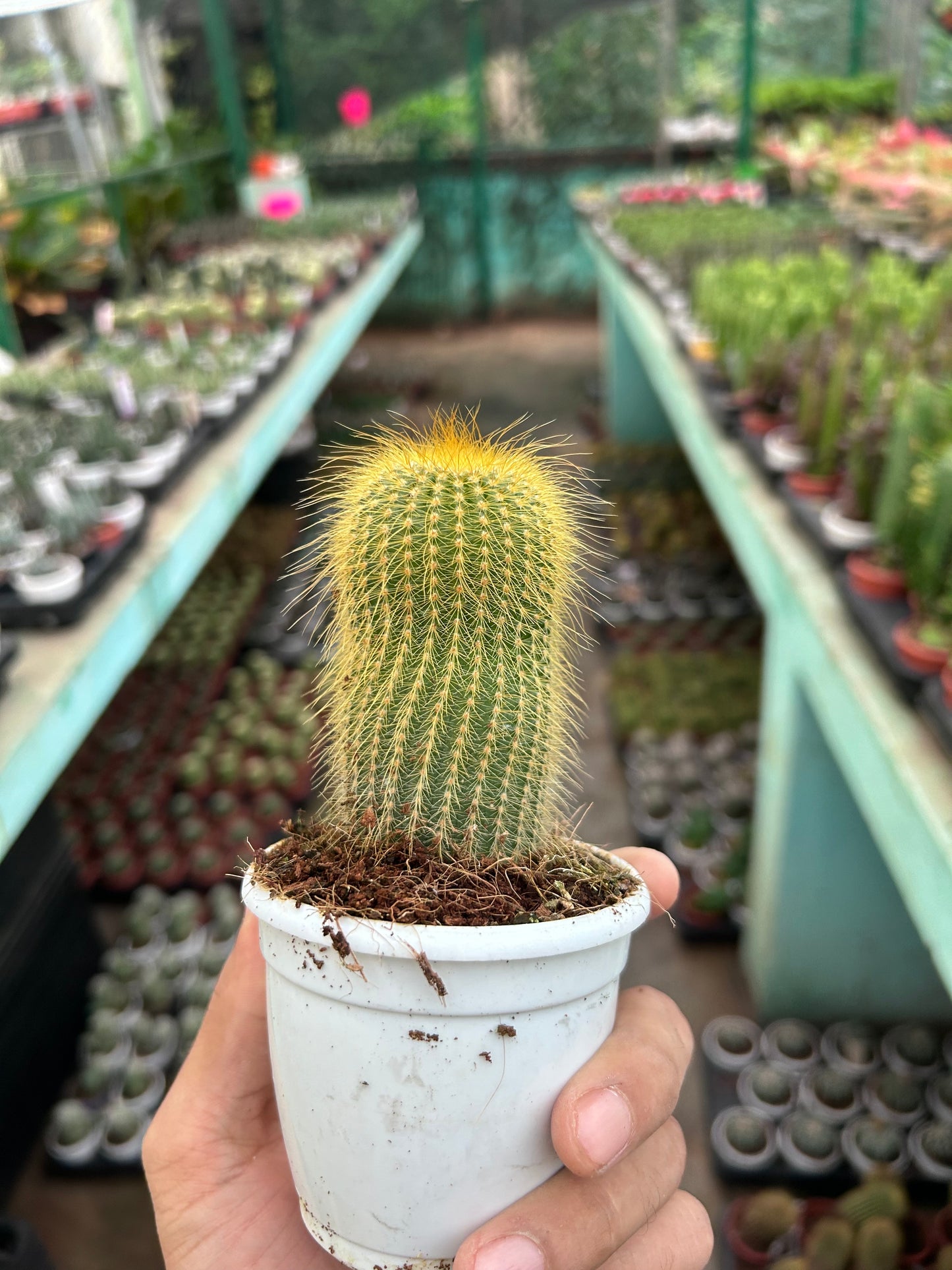 Parodia Leninghausii (Yellow Tower Cactus)