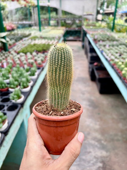 Parodia Leninghausii (Yellow Tower Cactus)