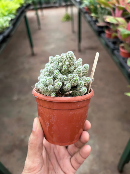 Cacti Zeilmanianna