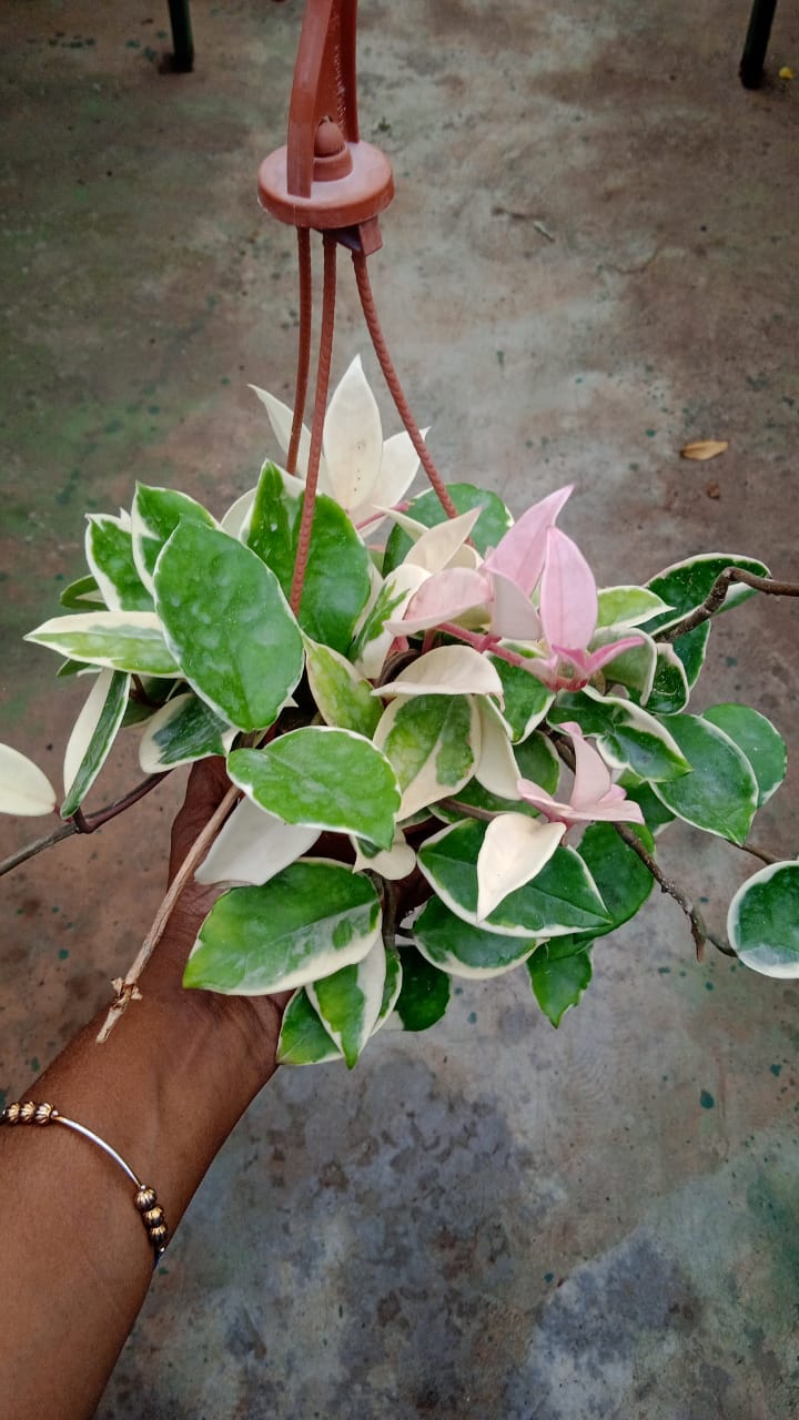 Hoya Amore Variegata'