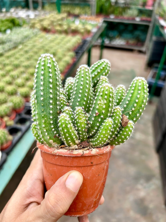 Echinopsis 'Cucumber'