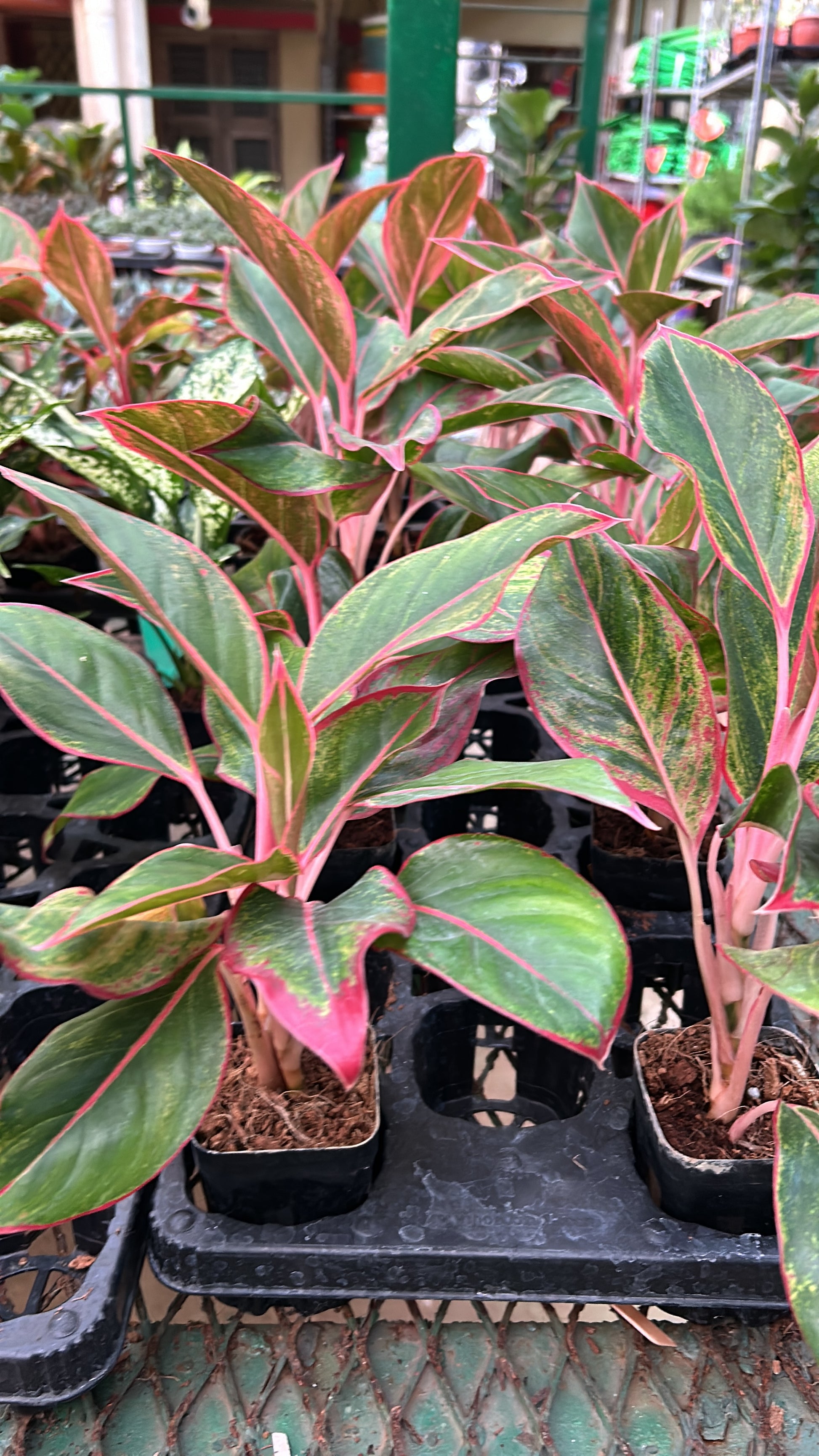 aglaonema ghost lipstick Aglaonema Lipstick – Dream Green