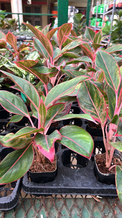 aglaonema pink lipstick Aglaonema Lipstick – Dream Green