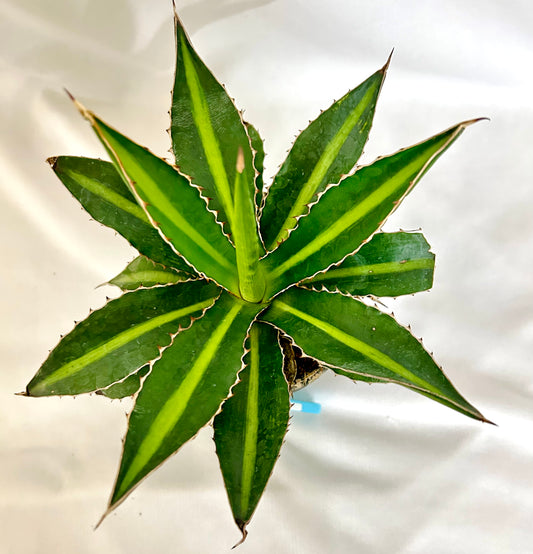 Agave iophantha green