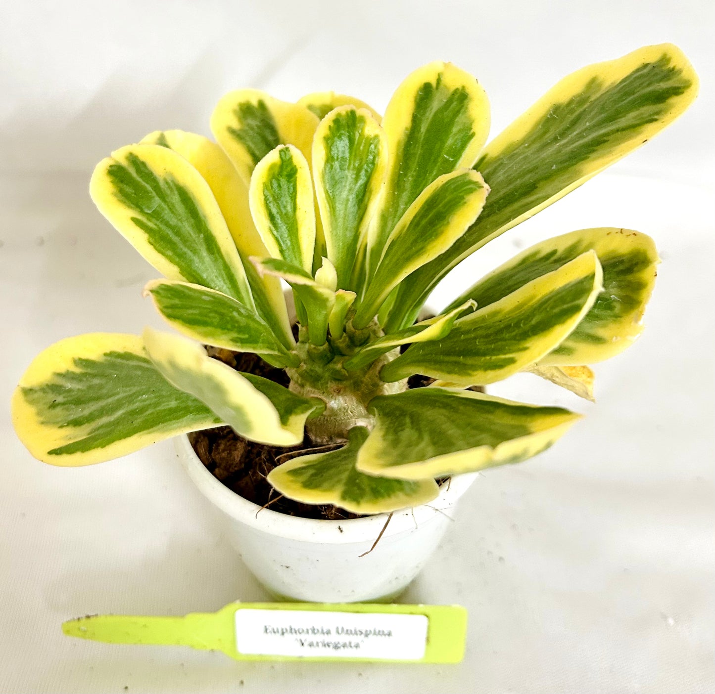 Euphorbia Unispina Variegata