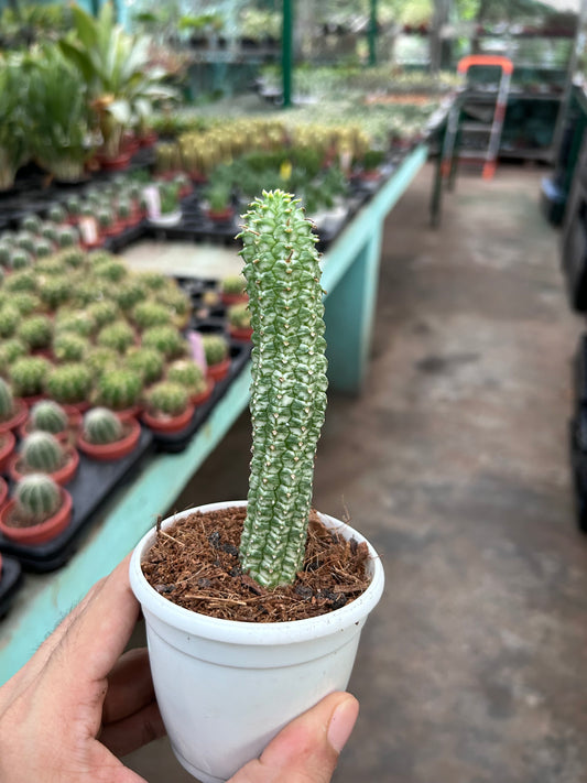 Euphorbia Mamalaris Corncob Shine