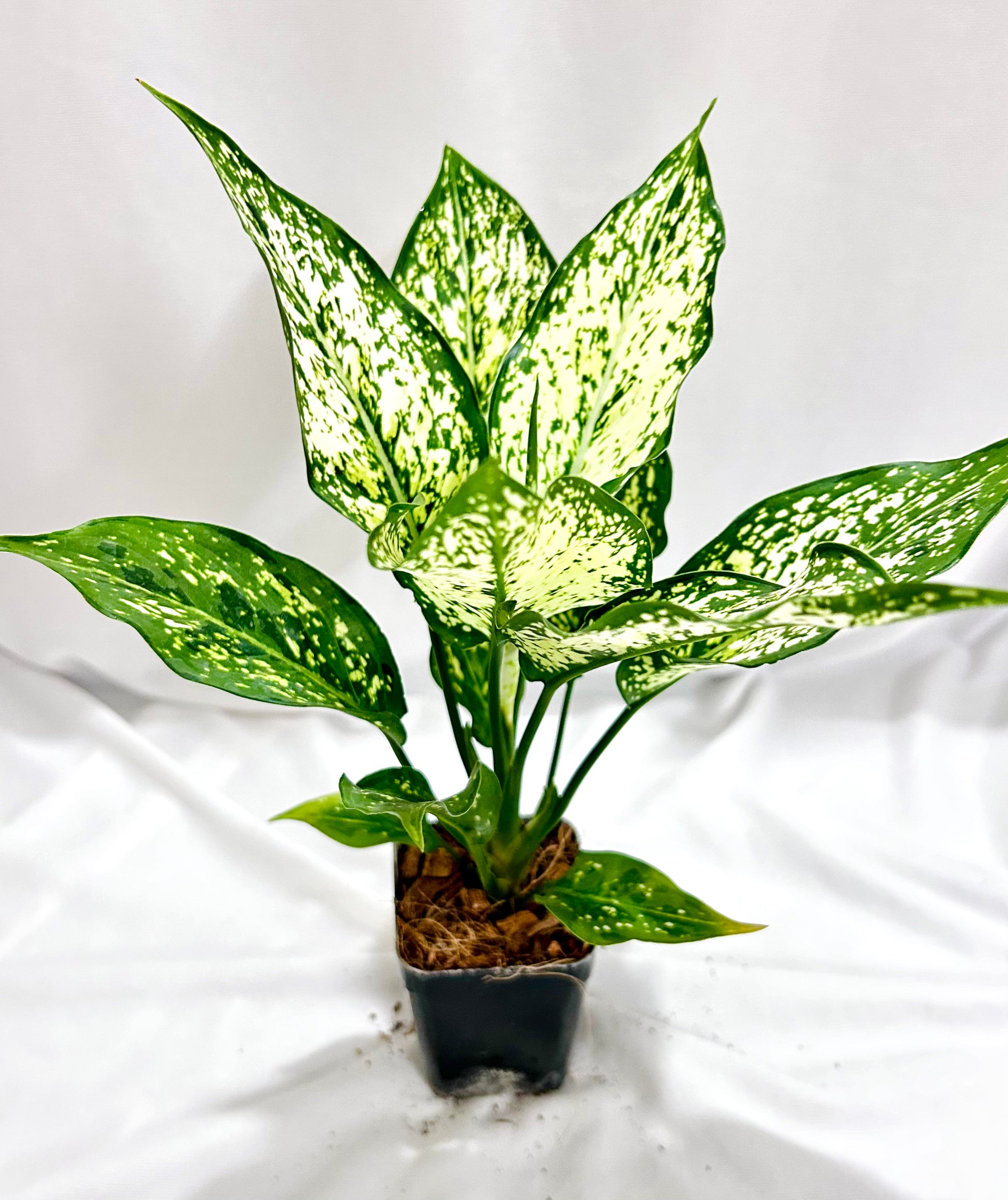 aglaonema snow white wikipedia Aglaonema Snowwhite – Dream Green