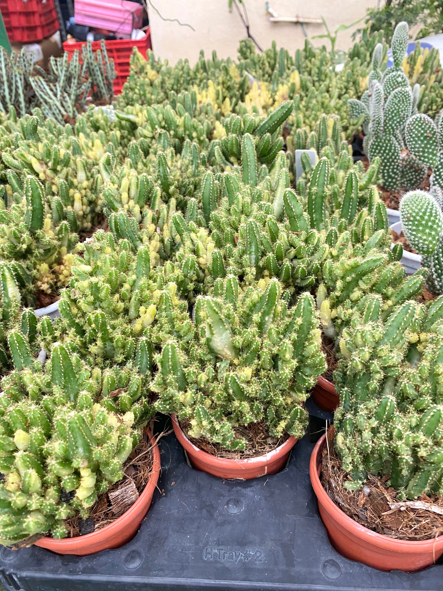 Cereus peruvianus 'Florida' Variegated (White Fairycastle/ Tower Cactus)