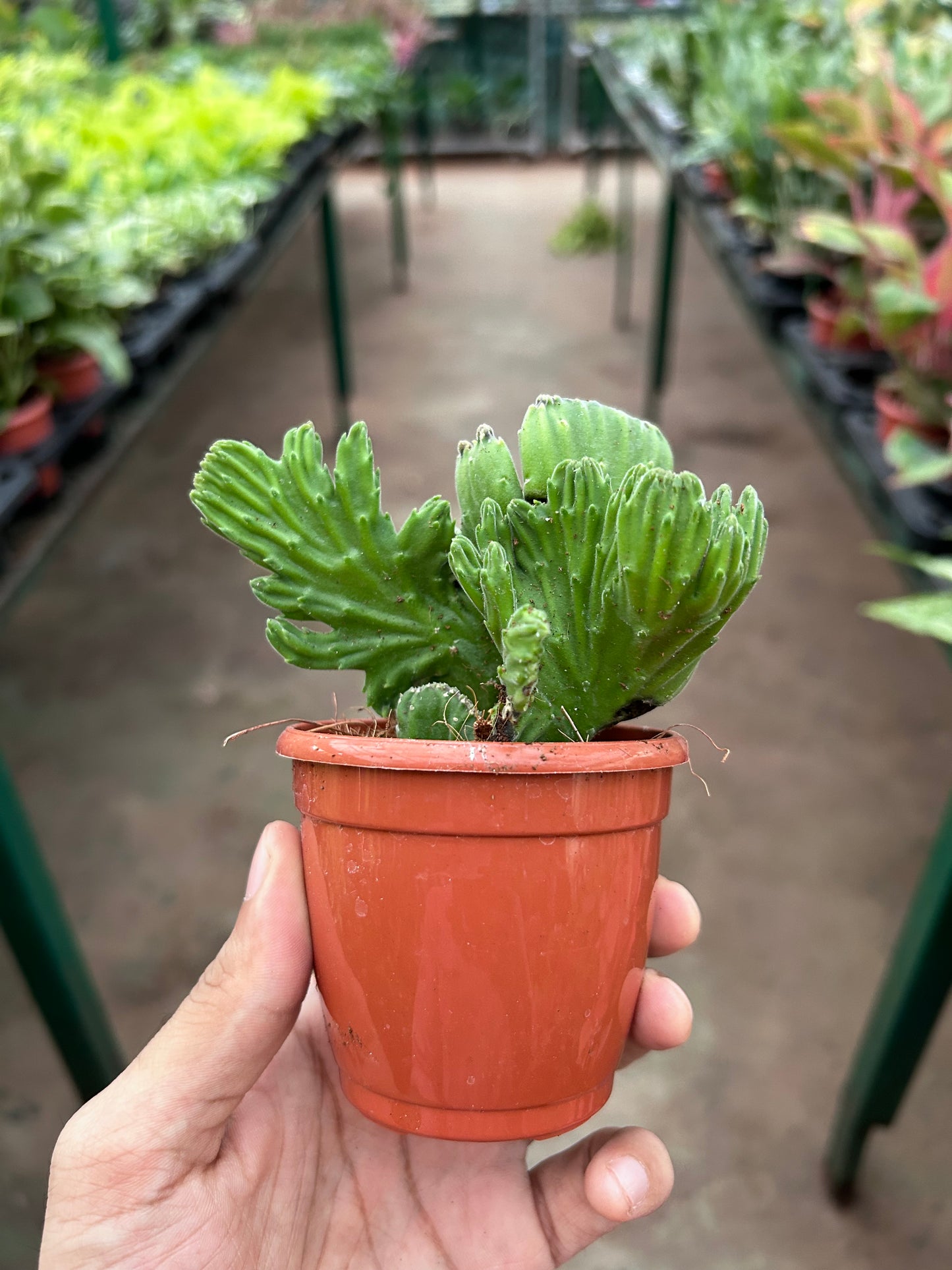 Cacti Stapelia leendertziae 'Cristata'