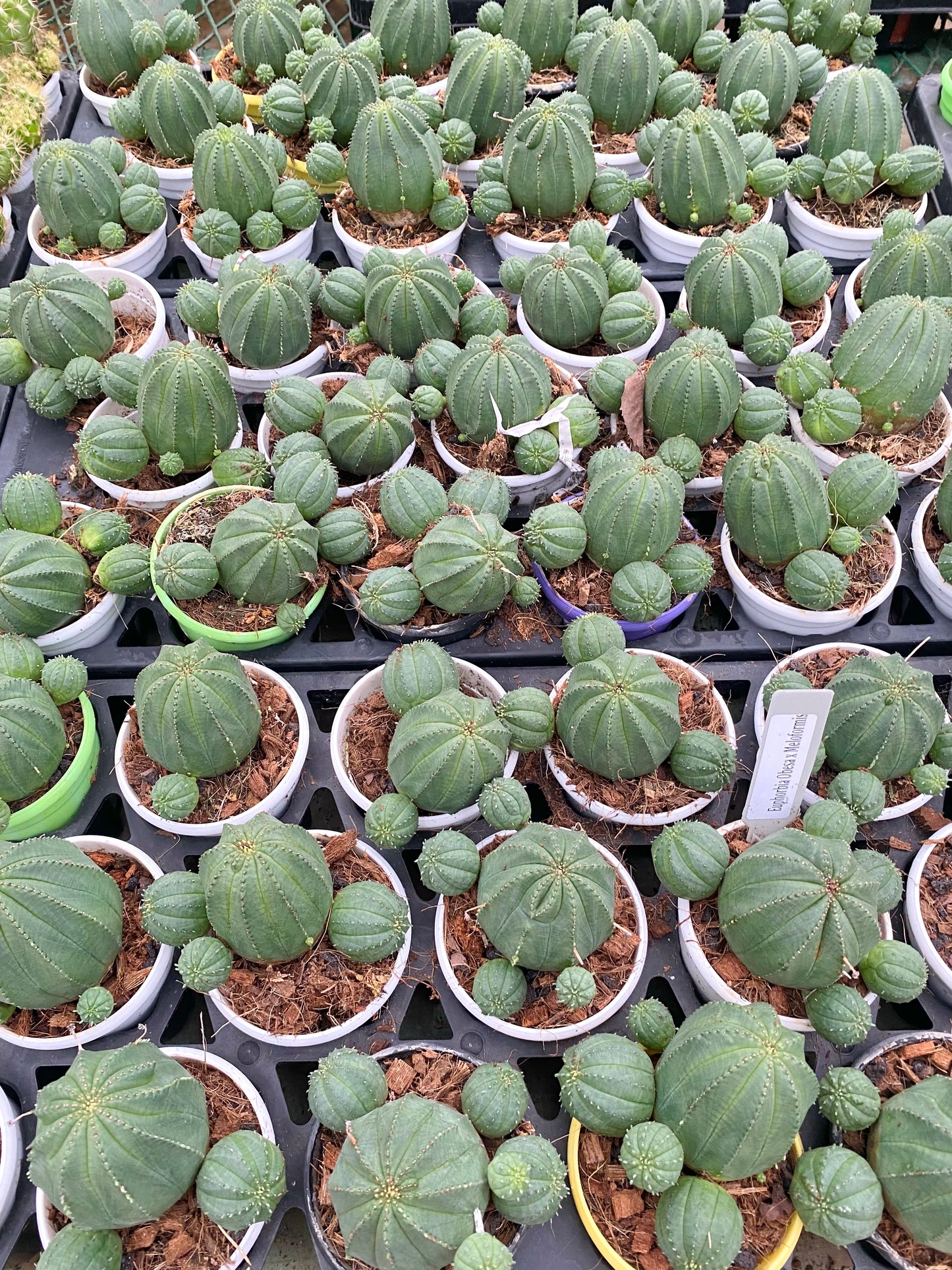 Euphorbia Obese Melaformis
