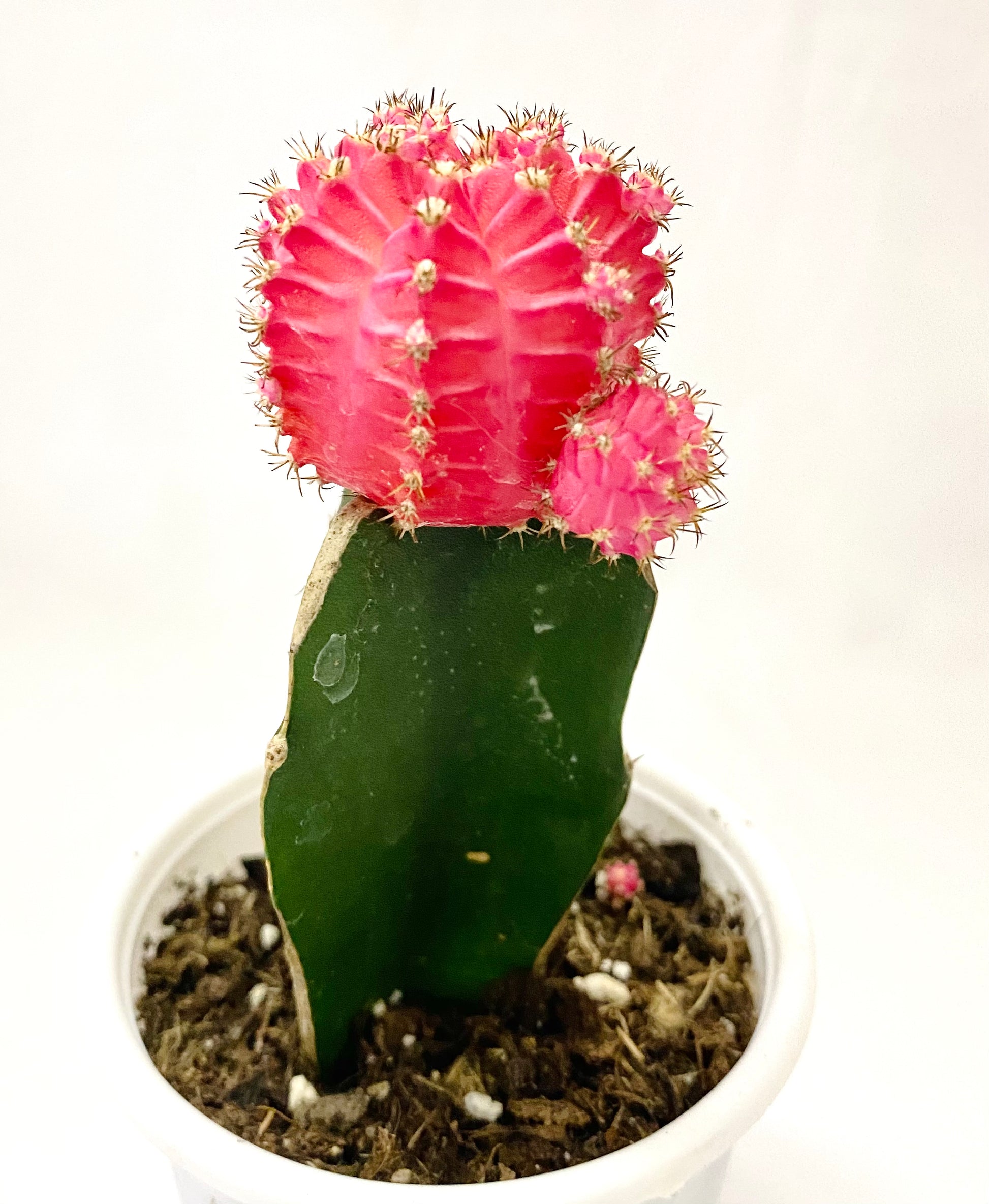 Grafted Pink Cactus Plant -  Denmark