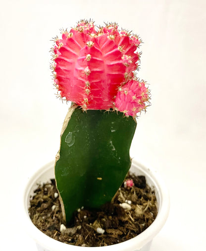 Gymnocalycium Grafted Moon Cactus Pink