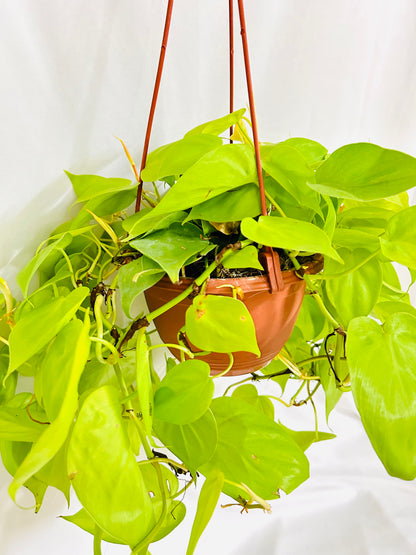 Hanging - Philodendron Brazil