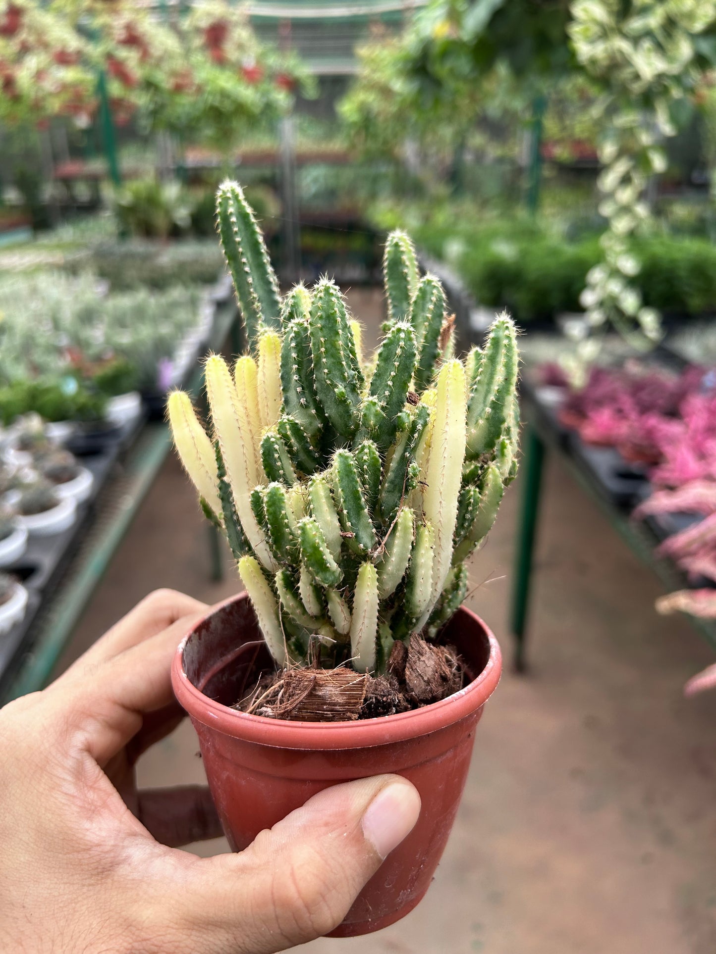 Cereus peruvianus 'Florida' Variegated (White Fairycastle/ Tower Cactus)