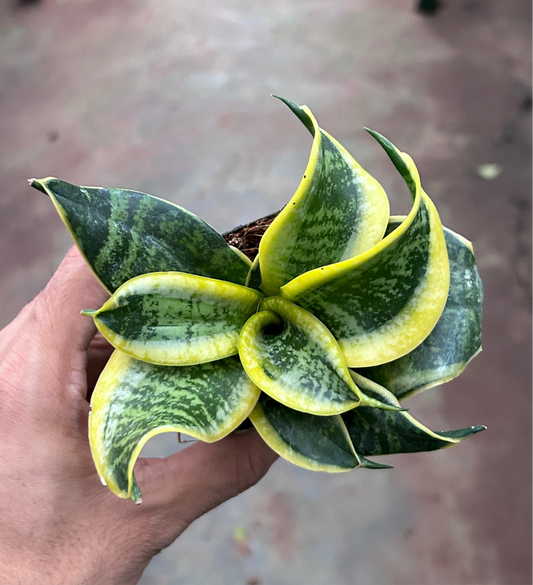 Sanseveria Hahni Tornado Twisted