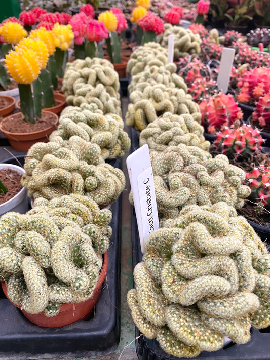 Cactus Cristata C