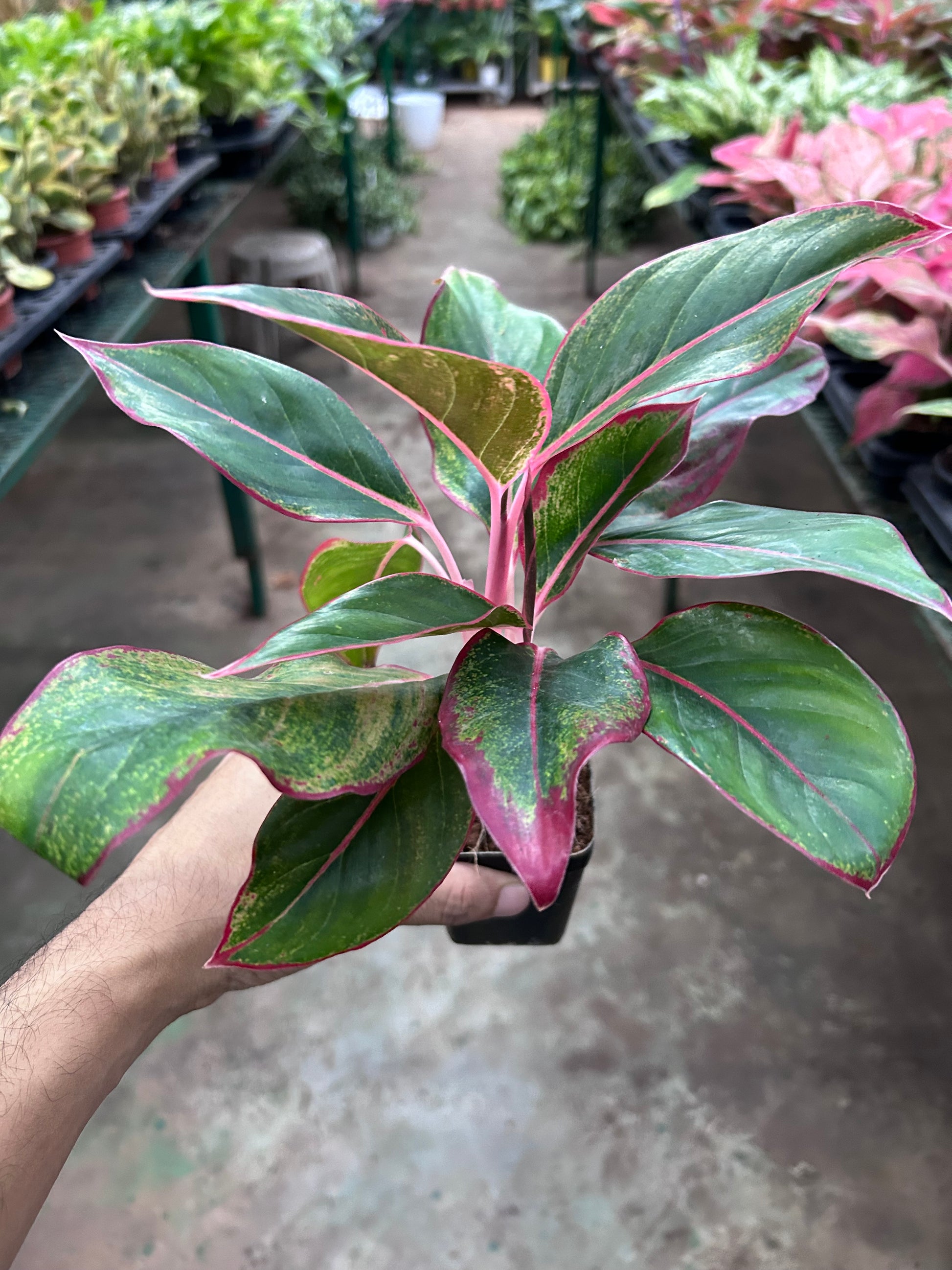 aglaonema lipstick plant benefits Aglaonema Lipstick – Dream Green