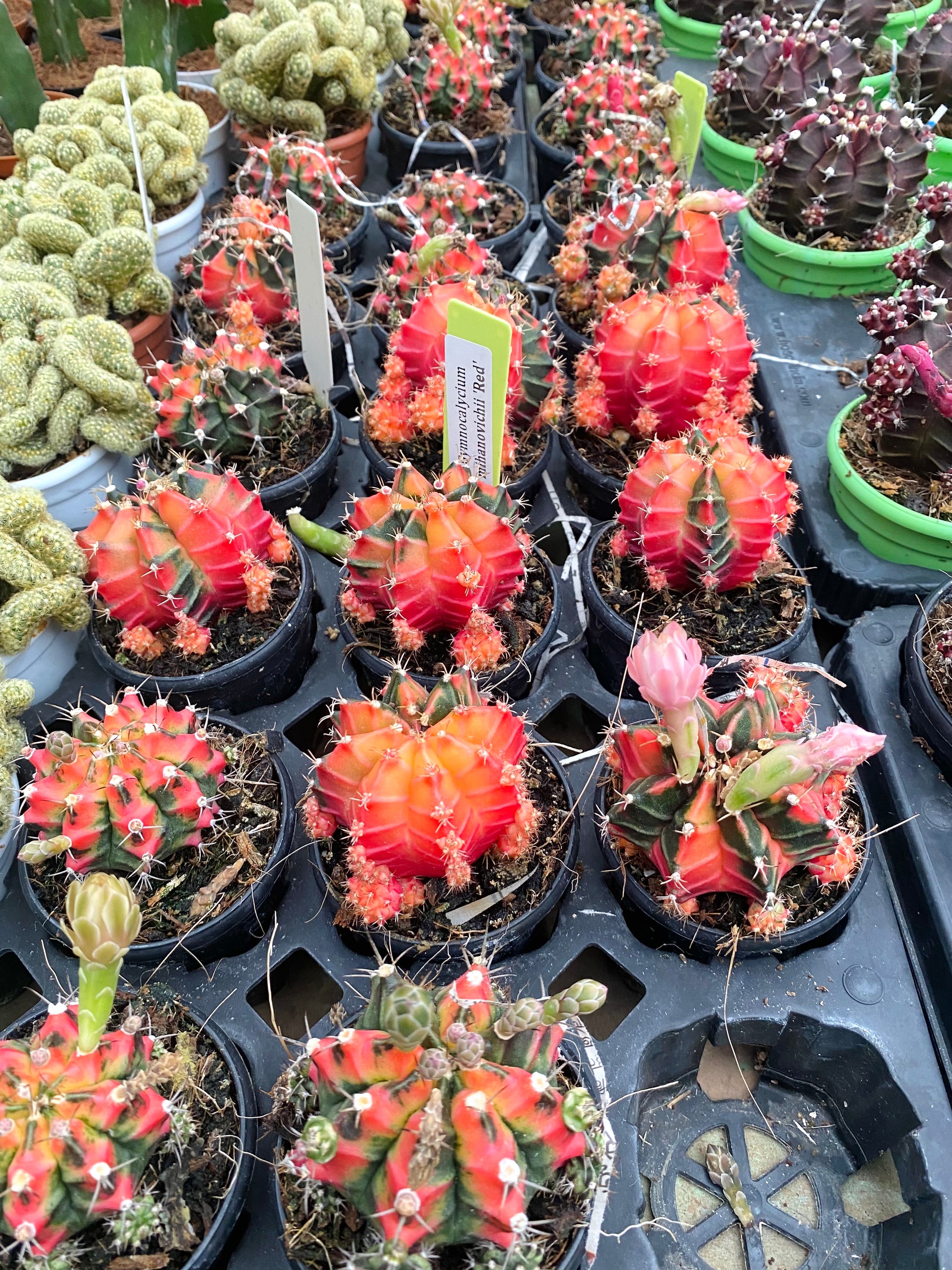 gymnocalycium japan Gymnocalycium mihanovichii Red Nishiki – Dream Green