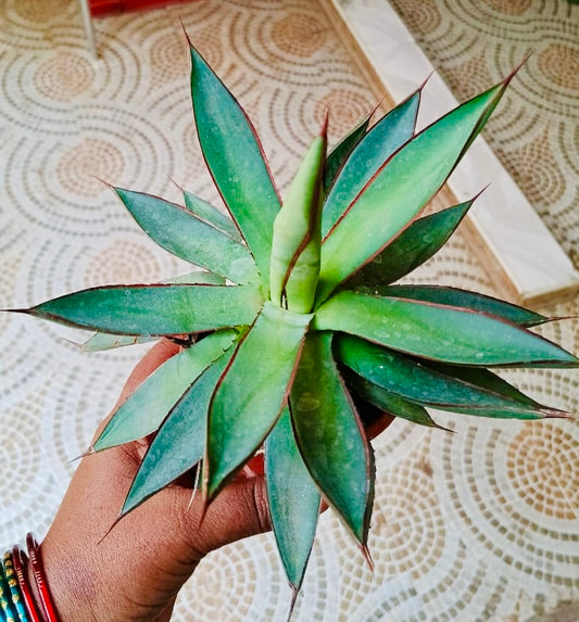 Agave hybrida 'Burgundy'