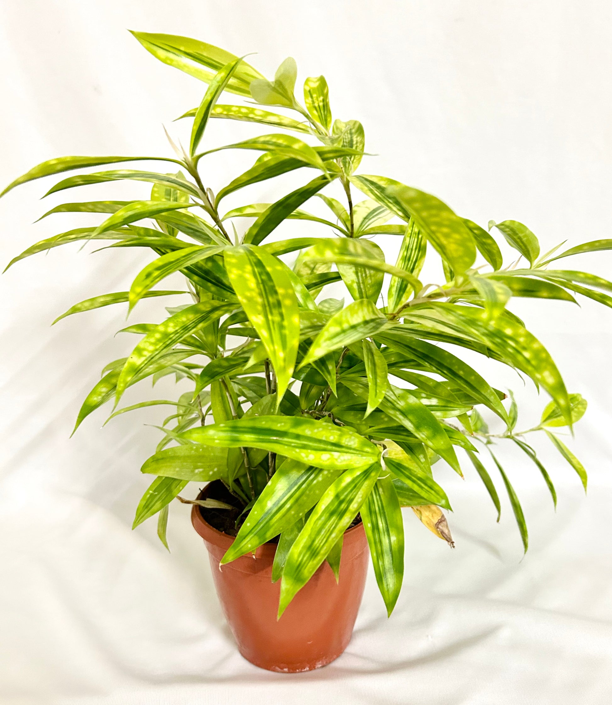 dracaena sierra leone dracena-darasingh – Dream Green