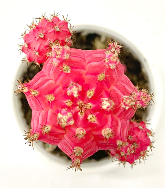 Gymnocalycium Grafted Moon Cactus Pink