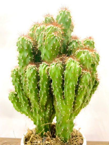 Cereus repandus f. monstrosa