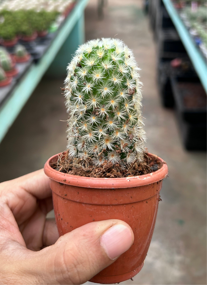 Mammilaria Carmanae Rubrispina Silver White