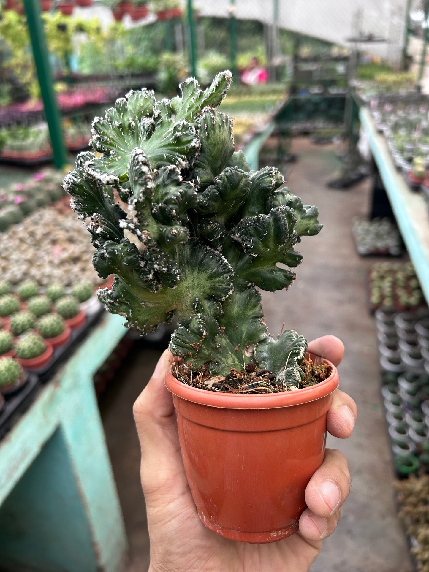 Monvillea speguzzinii cristata