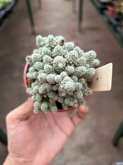 Mammillaria Zeilmanniana