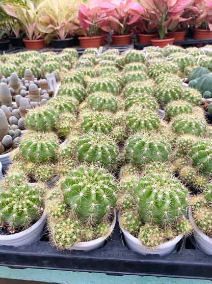 Echinopsis 'Rainbow Bursts'