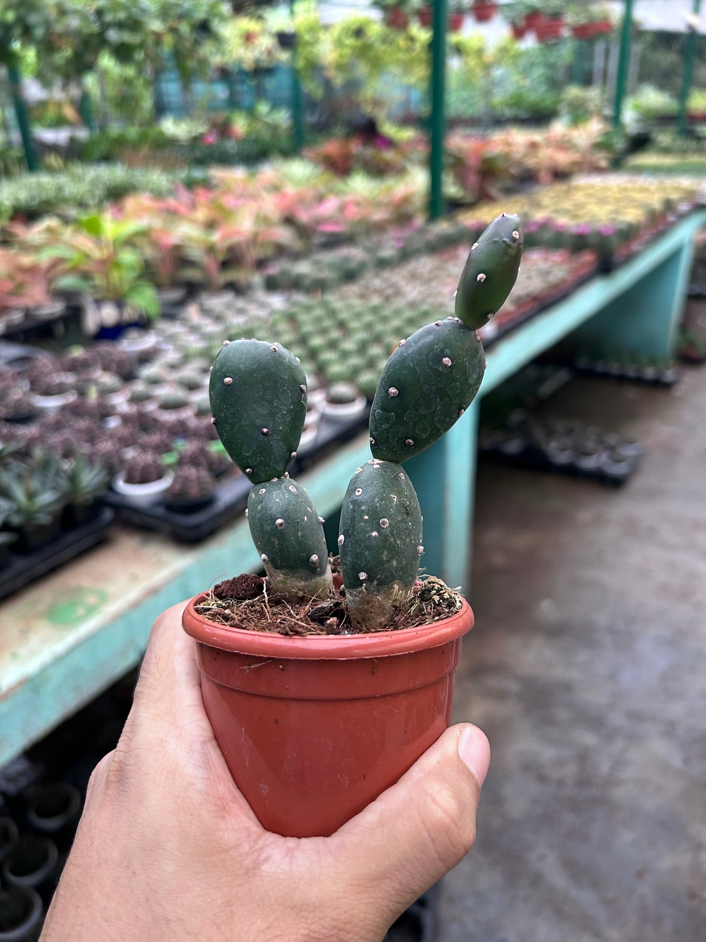 Opuntia argentiniana